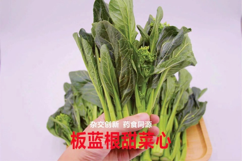 农九板蓝根菜心板蓝根菜苔含板蓝根成份授权省市代理商