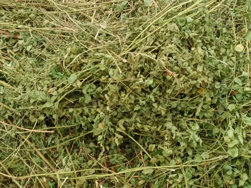 甘草秧子甘肃玉门优质大捆小捆甘草秧子喂牛羊饲草