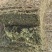 甘草秧子甘肃玉门优质大捆小捆甘草秧子喂牛羊饲草