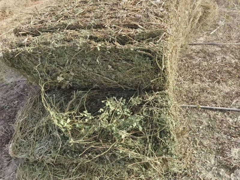 甘草秧子甘肃玉门优质大捆小捆甘草秧子喂牛羊饲草