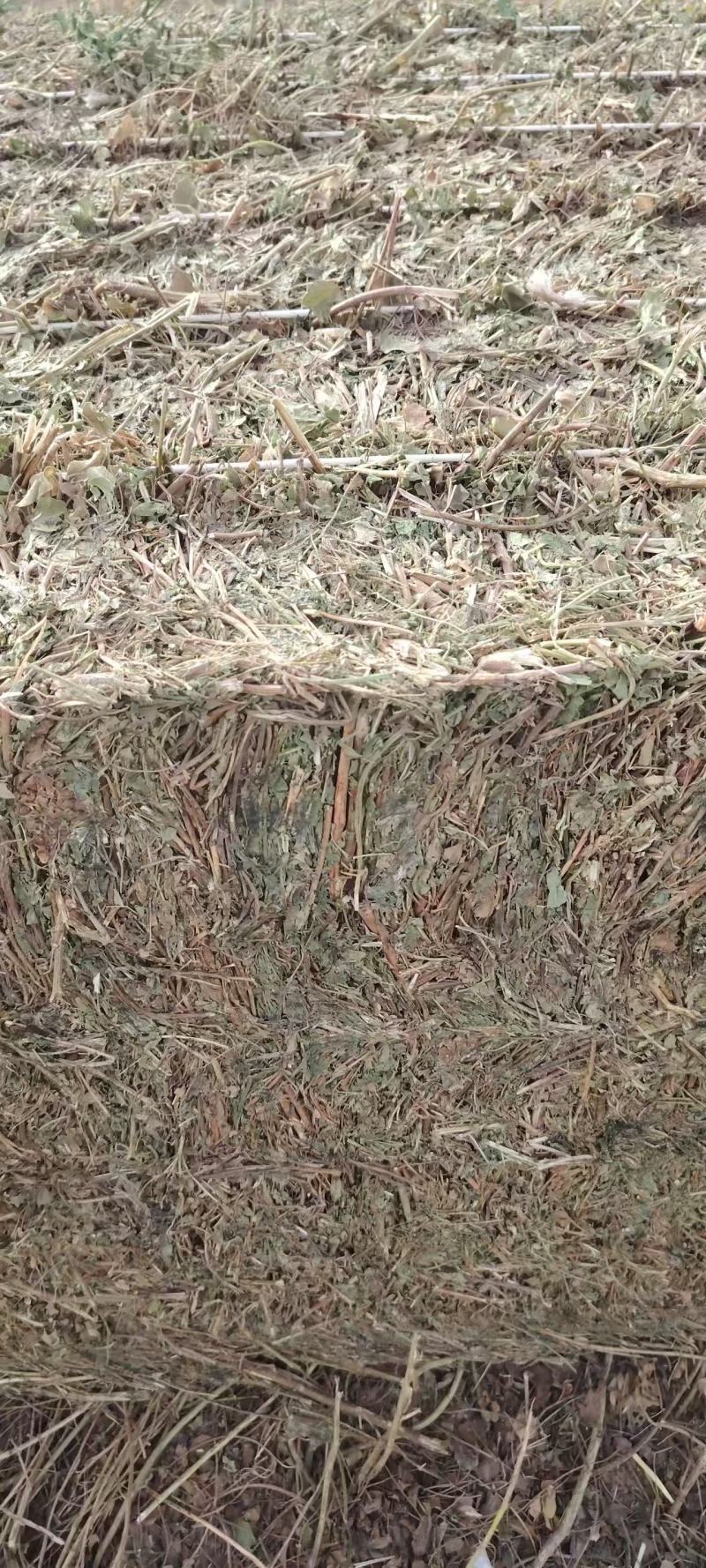 甘草秧子甘肃玉门优质大捆小捆甘草秧子喂牛羊饲草