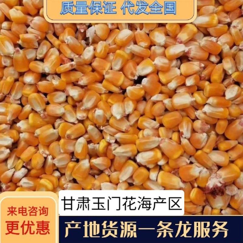 甘肃玉门花海玉米产区玉米批发水分14-15产地上车价格