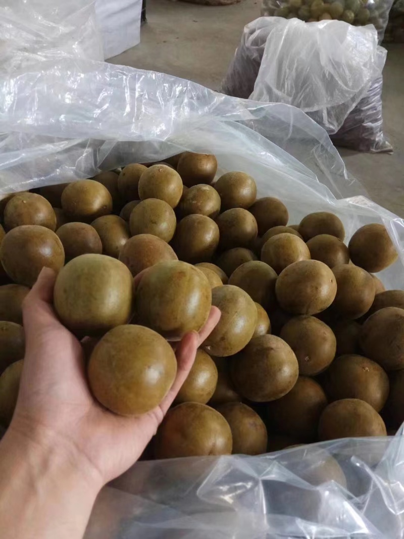 罗汉果干果泡茶广西桂林罗汉果黄金特大果泡水喝独立包装花茶