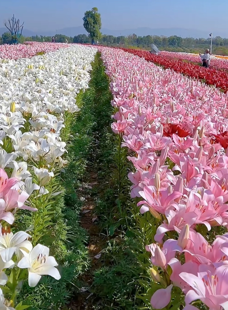 耐寒越冬百合种球多年生，电商，花海，绿化，庭院种植