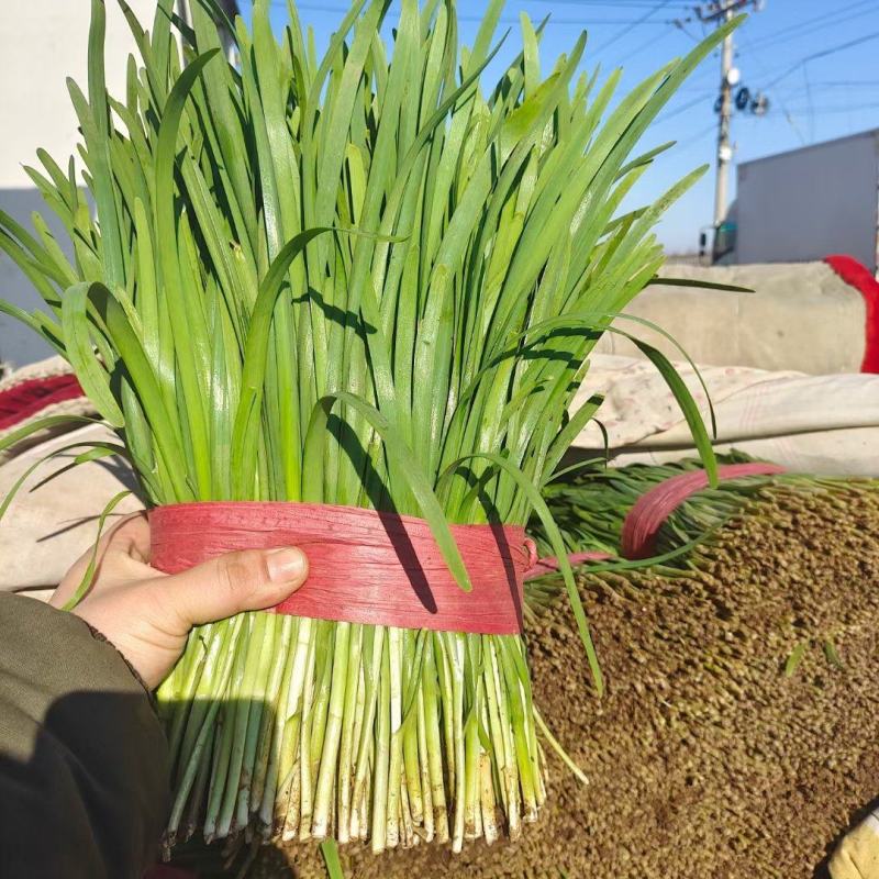 棚菜大量上市
