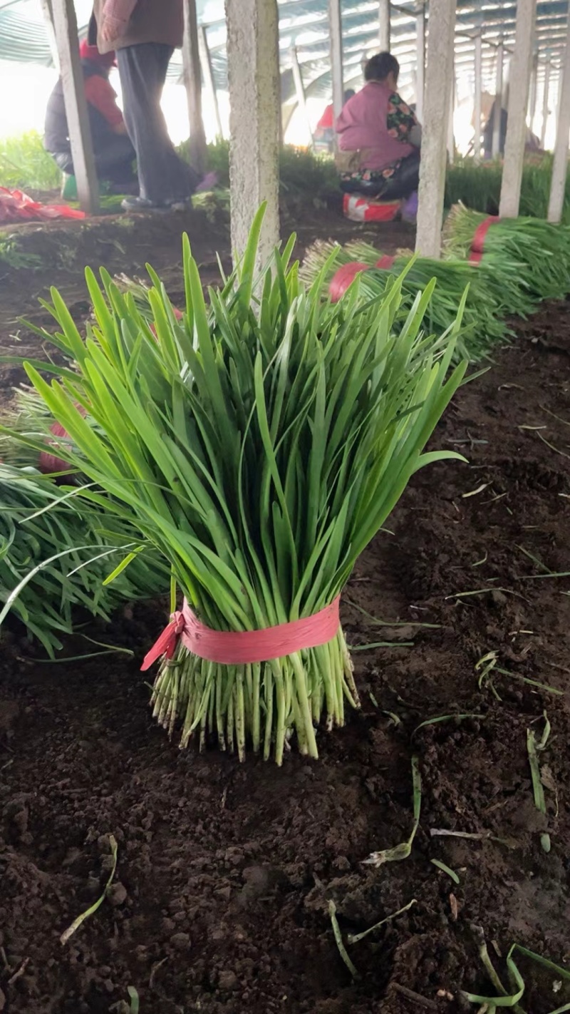 棚菜大量上市