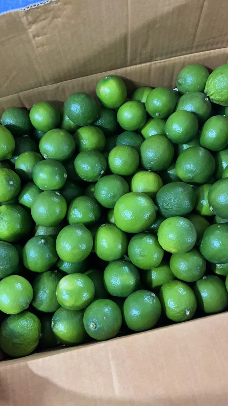 塔西堤无籽柠檬奶茶专用