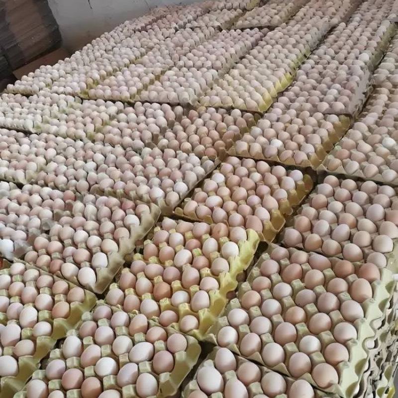 成都长期供应鸡蛋，粉蛋，新鲜鸡蛋当天捡当天发成都支持配送