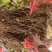 【北五味子苗】辽宁五味子苗货量大产量高易种植打理适应性强