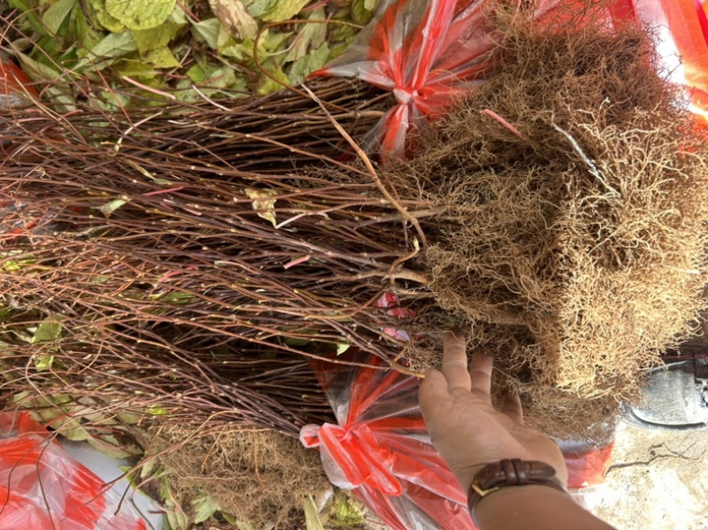 【北五味子苗】辽宁五味子苗货量大产量高易种植打理适应性强