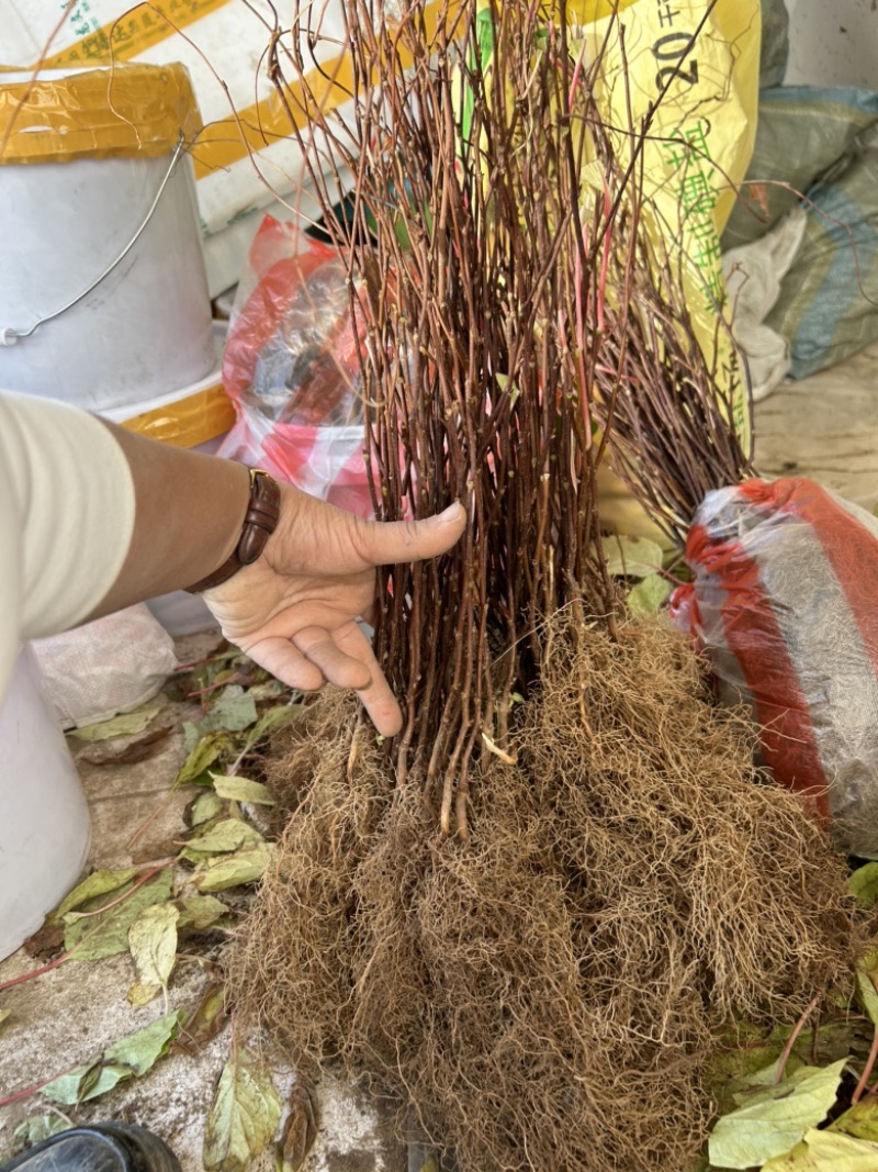 【北五味子苗】辽宁五味子苗货量大产量高易种植打理适应性强