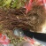 【北五味子苗】辽宁五味子苗货量大产量高易种植打理适应性强