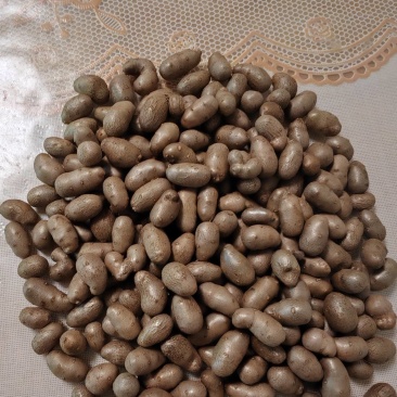 紫药豆育苗豆熬粥豆干净无土