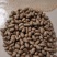 紫药豆育苗豆熬粥豆干净无土