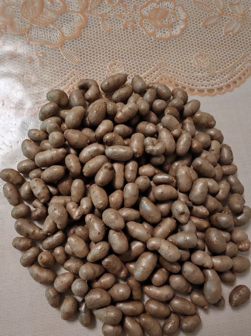 紫药豆育苗豆熬粥豆干净无土