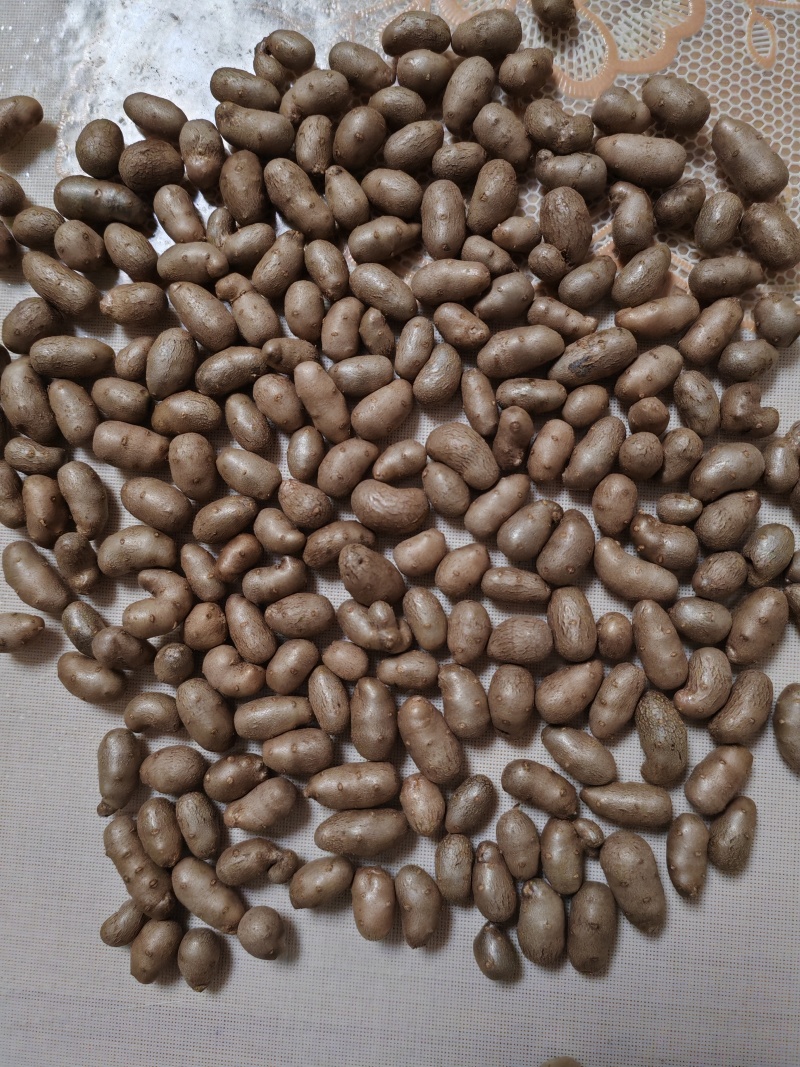 紫药豆育苗豆熬粥豆干净无土