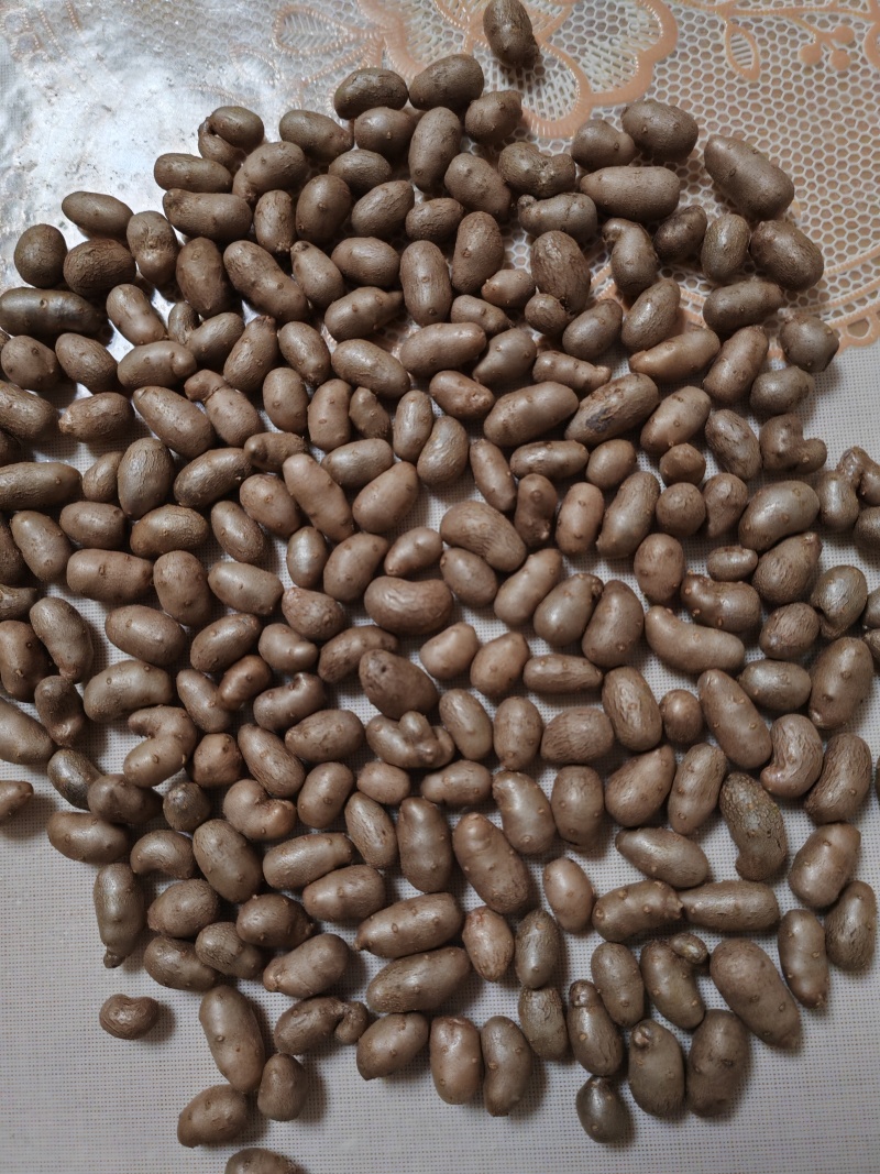 紫药豆育苗豆熬粥豆干净无土
