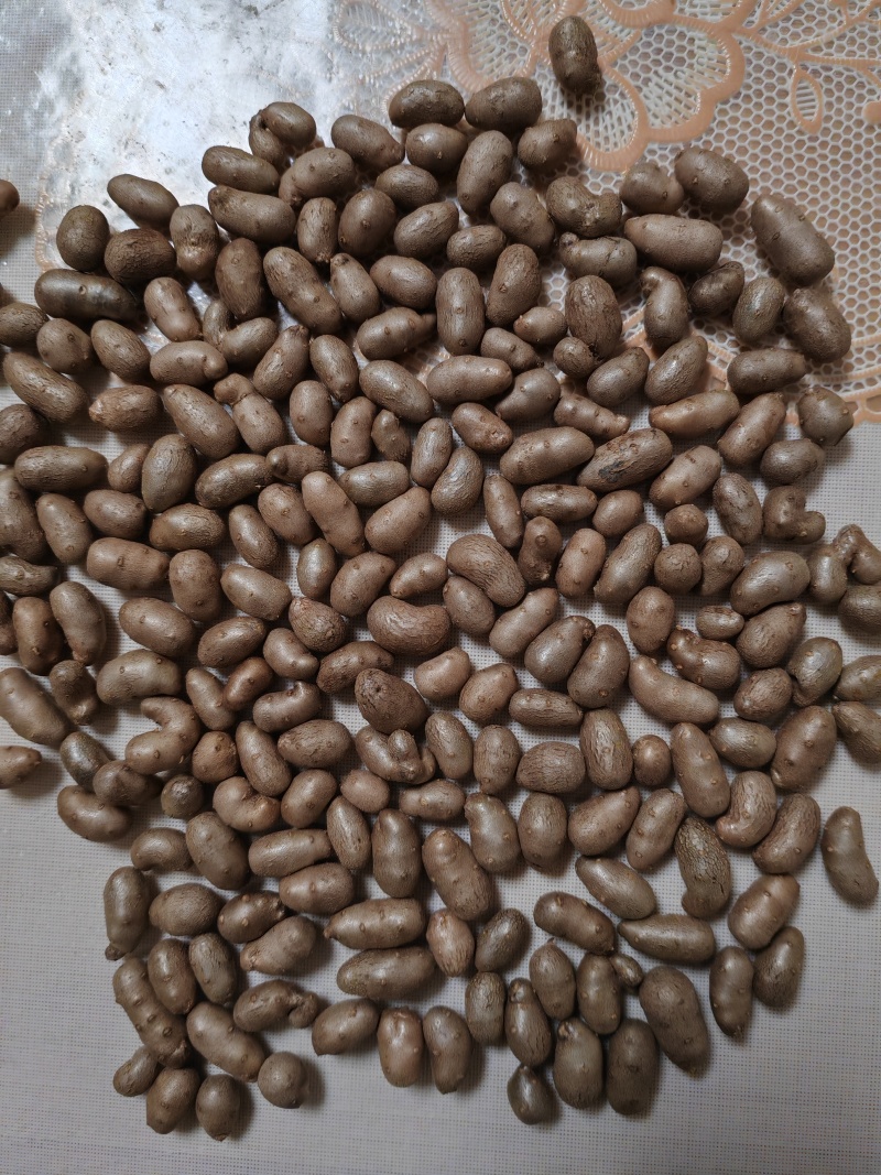 紫药豆育苗豆熬粥豆干净无土