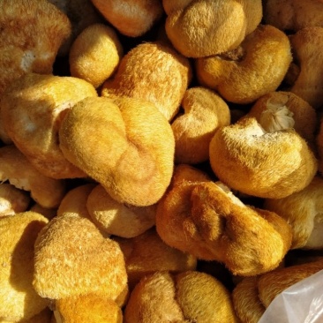 猴头菇大量上市产地发货支持视频看货欢迎来电洽谈