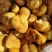 猴头菇大量上市产地发货支持视频看货欢迎来电洽谈