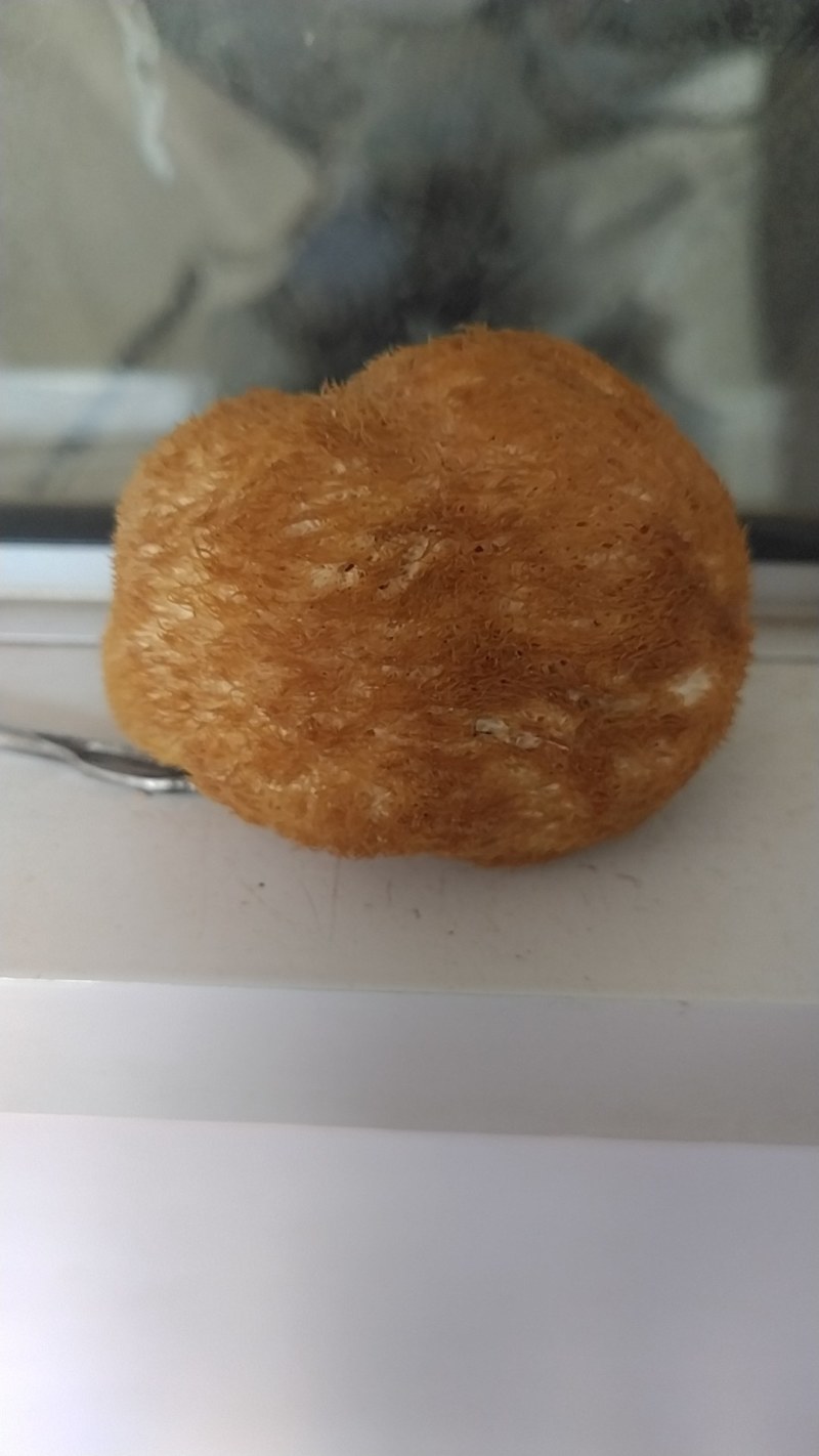 猴头菇大量上市产地发货支持视频看货欢迎来电洽谈