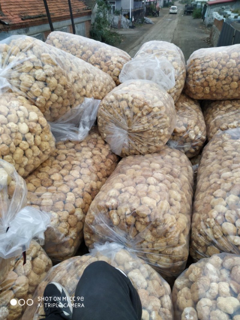 猴头菇大量上市产地发货支持视频看货欢迎来电洽谈