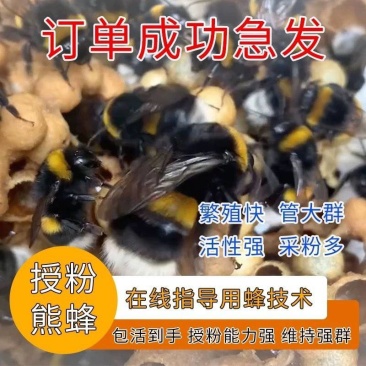 熊蜂授粉熊蜂
