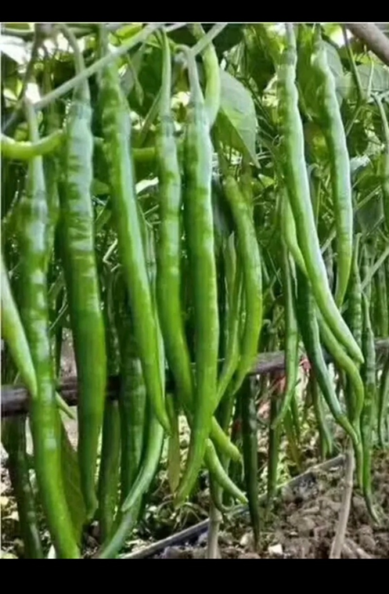 【推荐】线椒鲜辣椒大量供应一手货源可视频看货