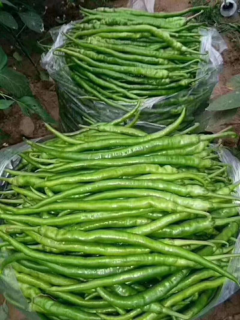 【推荐】线椒鲜辣椒大量供应一手货源可视频看货