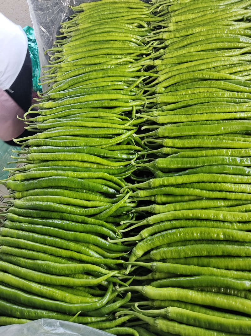 【推荐】线椒鲜辣椒大量供应一手货源可视频看货