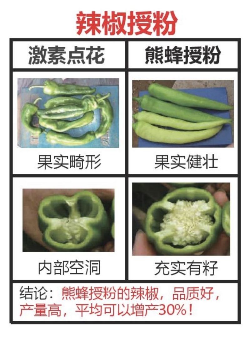 熊蜂授粉熊蜂