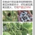 熊蜂授粉熊蜂