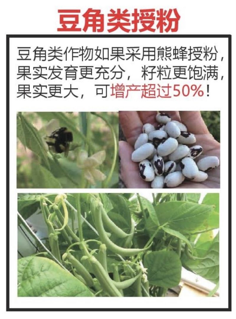 熊蜂授粉熊蜂