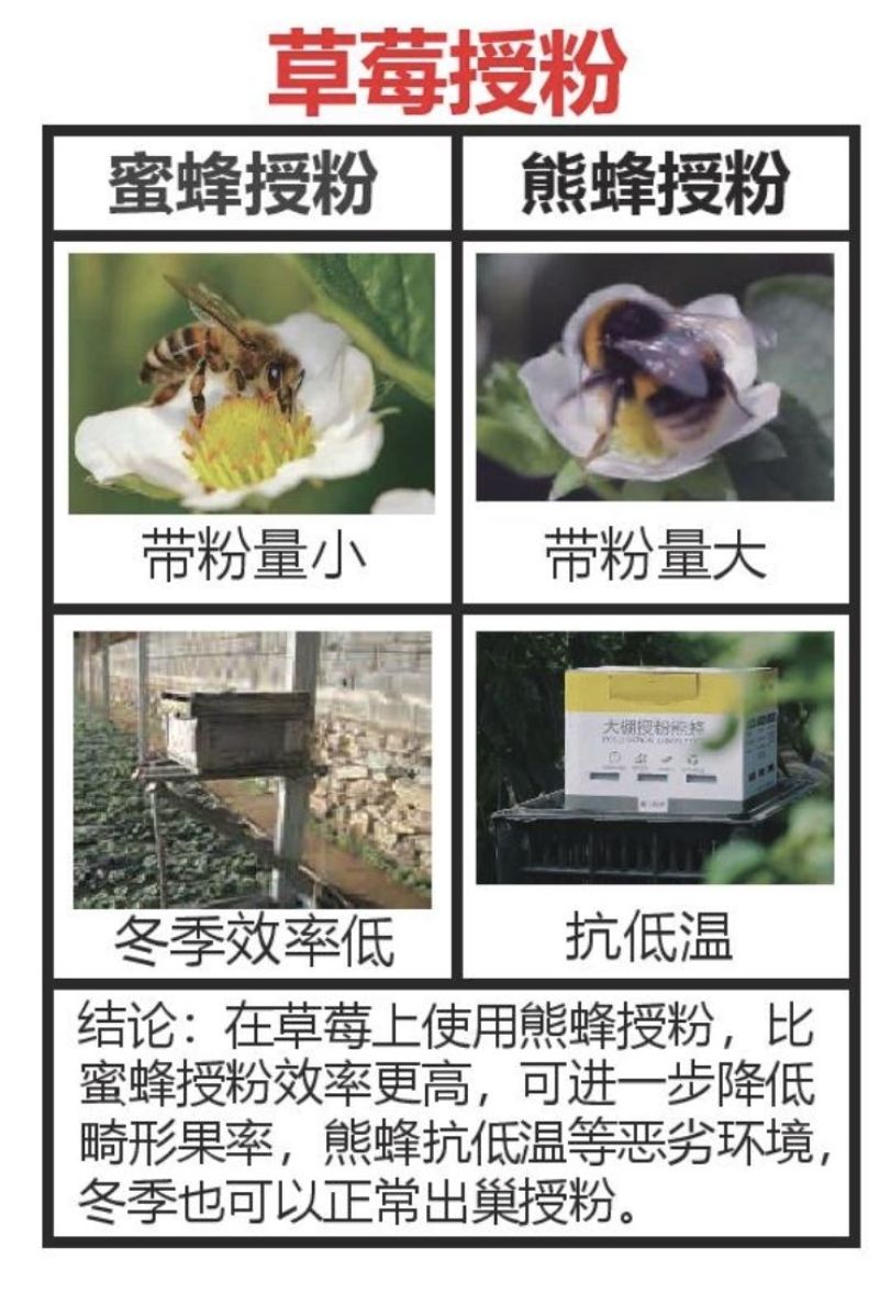 熊蜂授粉熊蜂