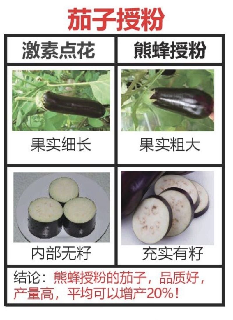 熊蜂授粉熊蜂