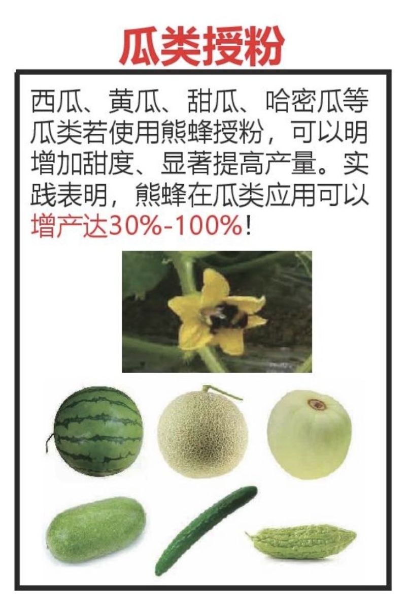 熊蜂授粉熊蜂