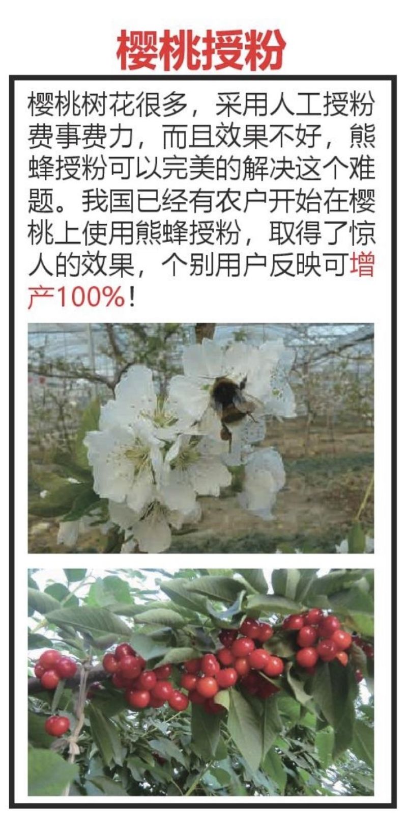 熊蜂授粉熊蜂