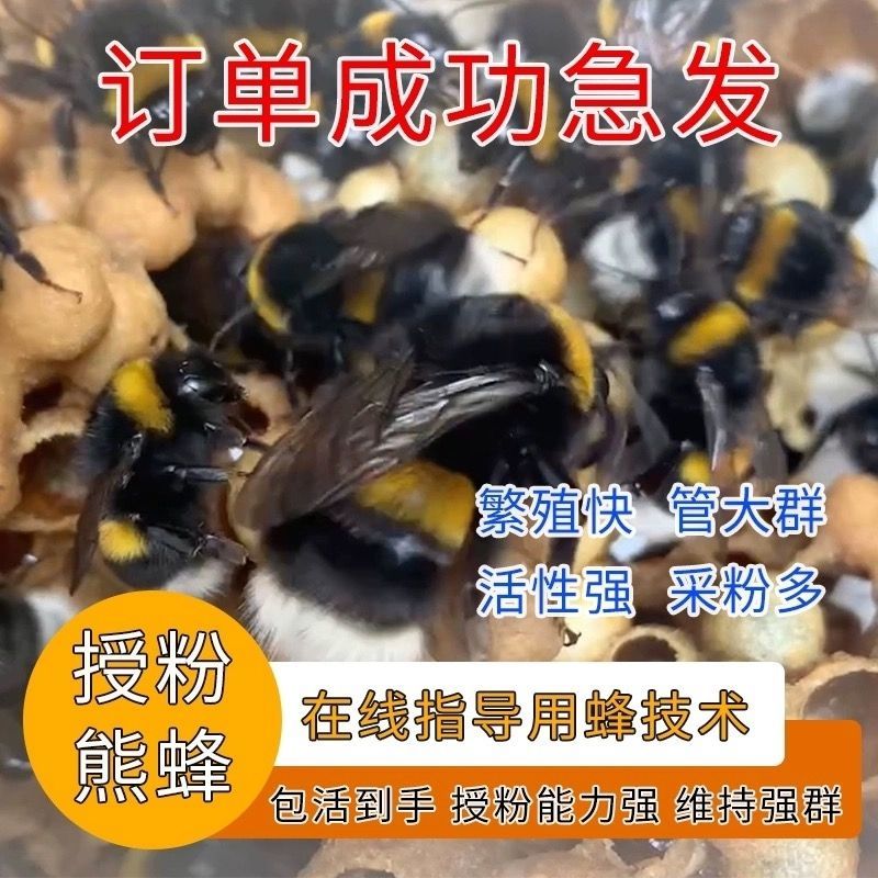 熊蜂授粉熊蜂