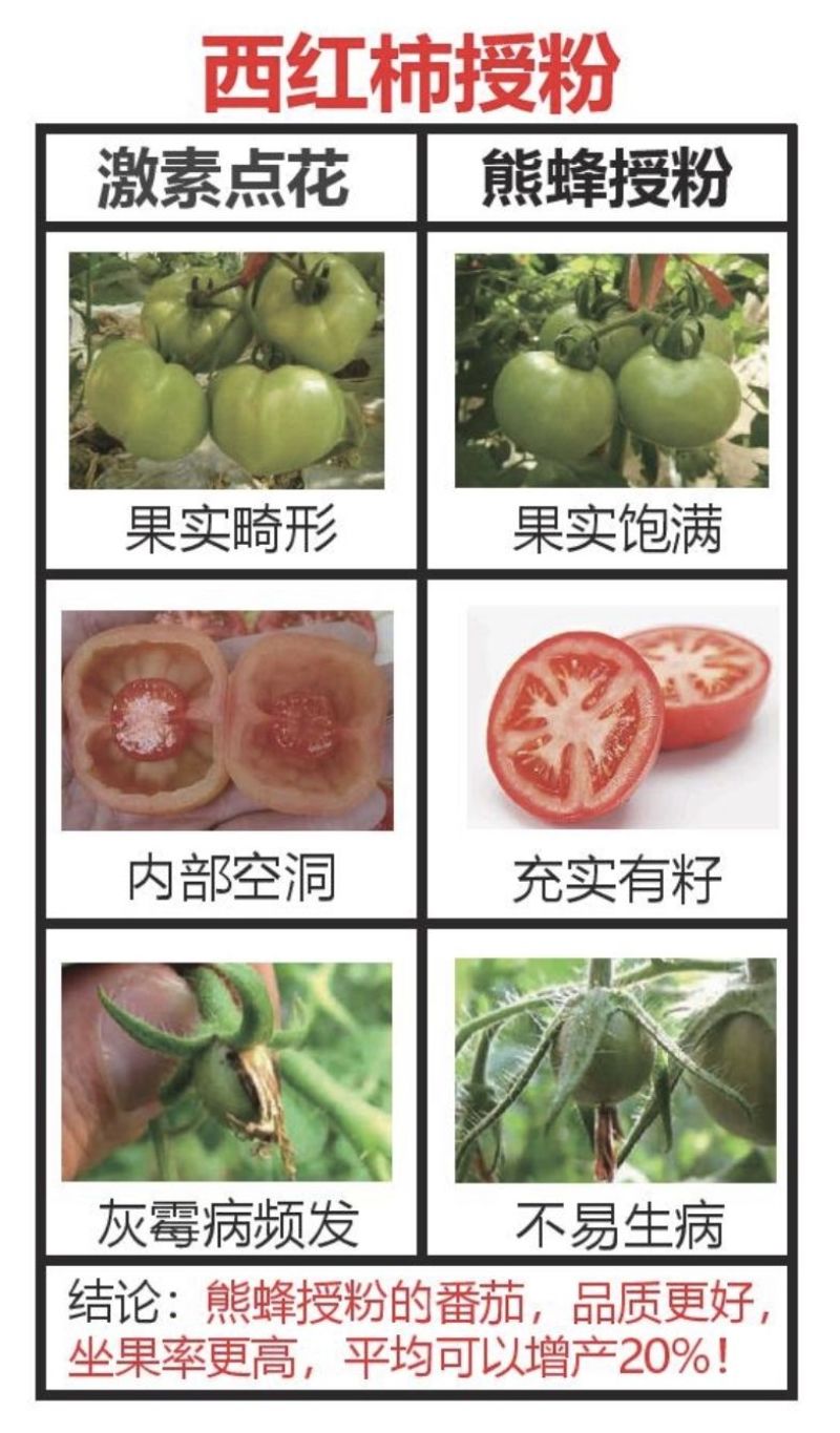 熊蜂授粉熊蜂