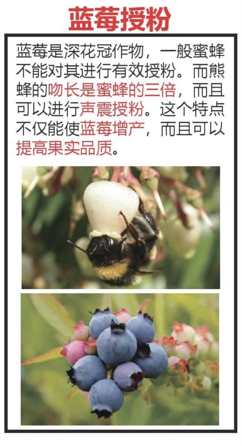 熊蜂授粉熊蜂