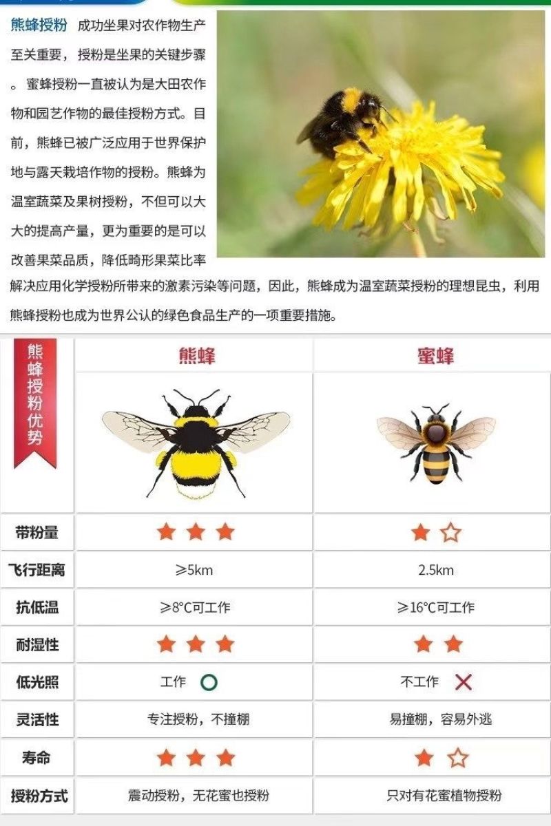 熊蜂授粉熊蜂