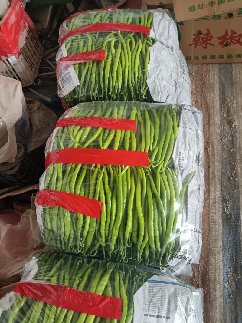 线椒陕西线椒鲜辣椒大量上市产地直发一手货源量大价优