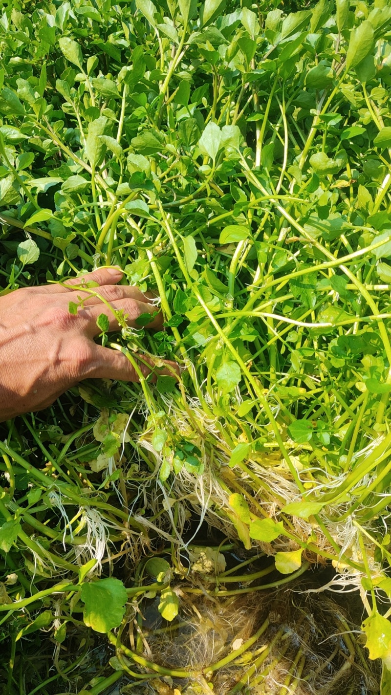 西洋菜种苗供应