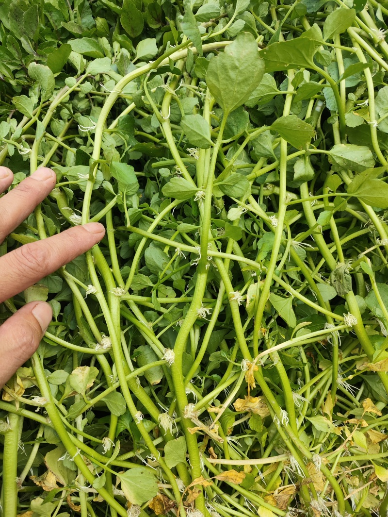 西洋菜种苗供应