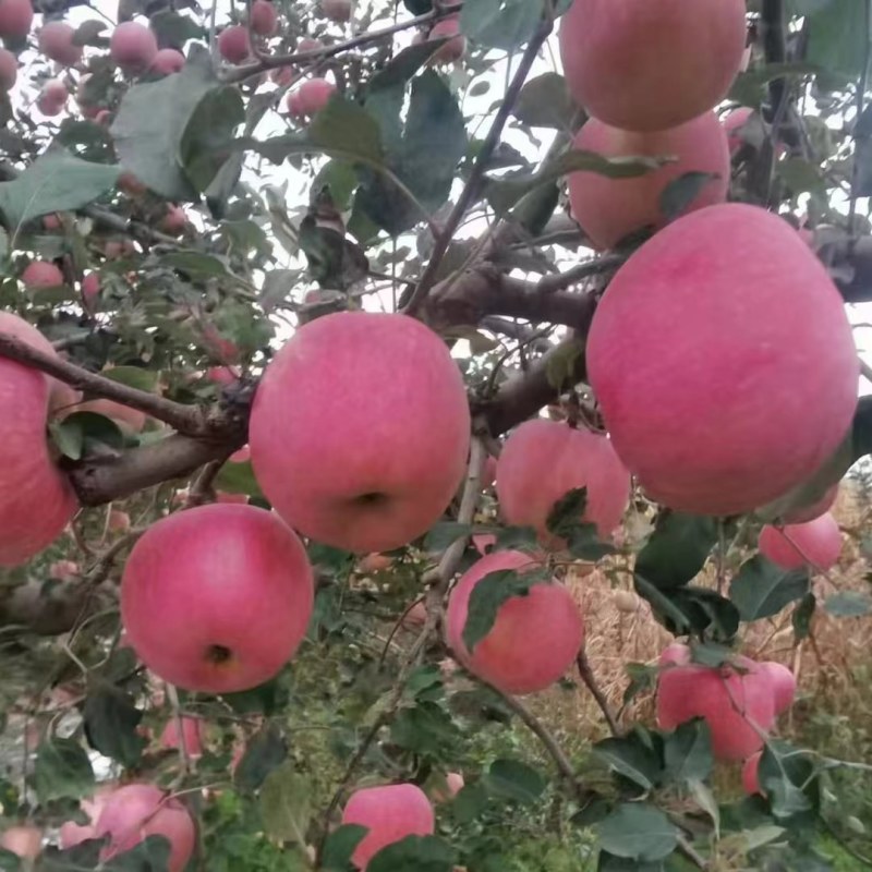 山东冰糖心红富士苹果大量上市了，脆甜可口保质保量货源充足