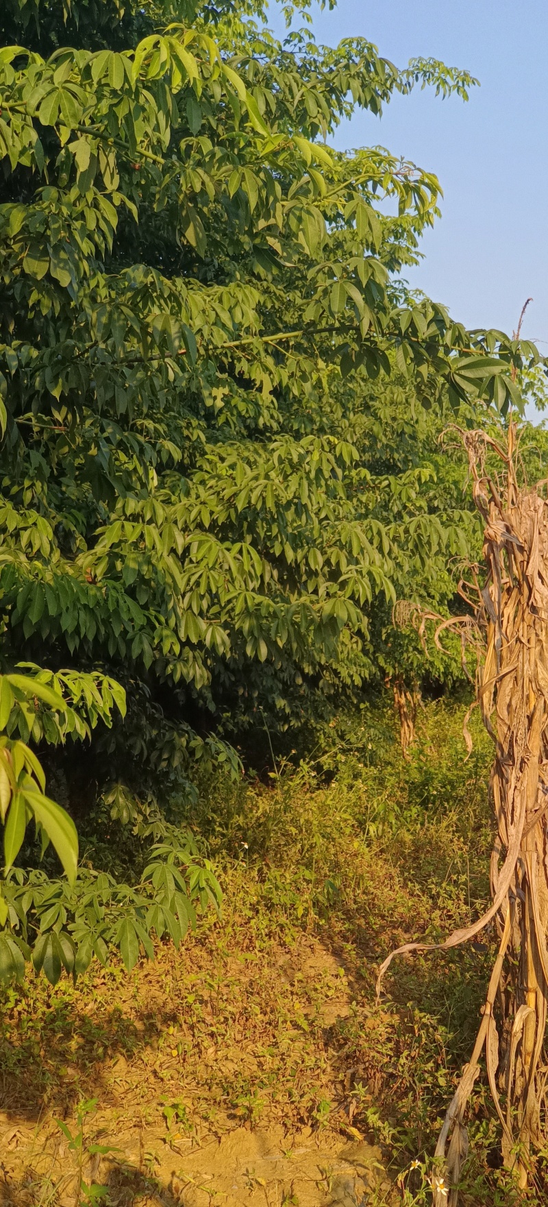 绿化苗木风景树大腹木棉树英雄树各种规格都有大基常年供货