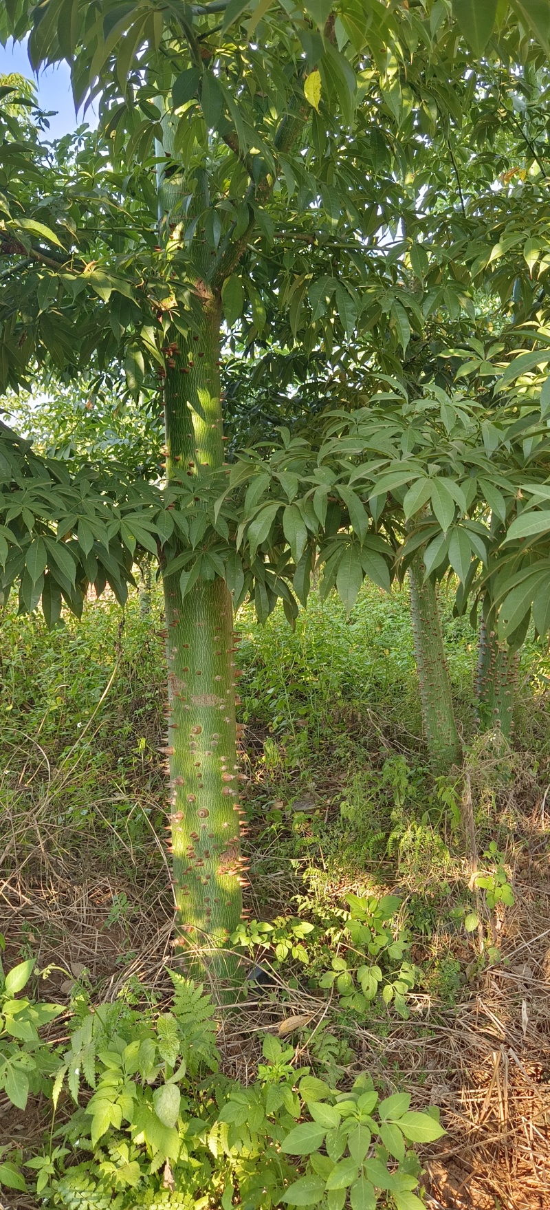 绿化苗木风景树大腹木棉树英雄树各种规格都有大基常年供货