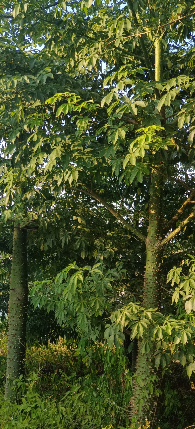 绿化苗木风景树大腹木棉树英雄树各种规格都有大基常年供货