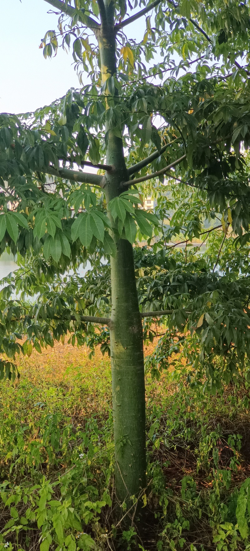 绿化苗木风景树大腹木棉树英雄树各种规格都有大基常年供货