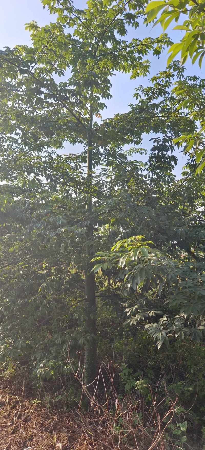 绿化苗木风景树大腹木棉树英雄树各种规格都有大基常年供货